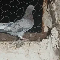 نر سرور