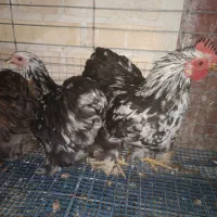 مرغ و خروس کوشین و گلین|حیوانات مزرعه|هشتگرد, شهرک راه آهن|دیوار