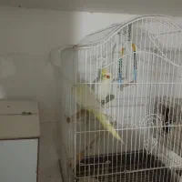 عروس هلندی زیبا