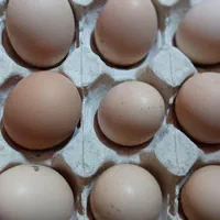 تخم مرغ جوجه کشی بلک استار