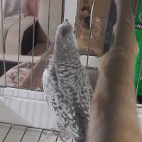 عروس هلندی|پرنده|اندیشه, شهرک مریم|دیوار