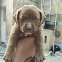 پیتبول تریر نر اصیل۶۰ روزه|سگ|مشهد, شهید رضوی|دیوار