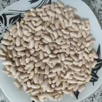 لوبیا سفید محلی سرحد درجه یک تازه