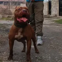 واگذاری پیت بول نر|سگ|شهریار, رزکان|دیوار