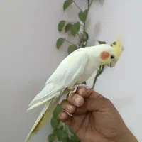 عروس هلندی لوتیبنو|پرنده|چهاردانگه (تهران), |دیوار