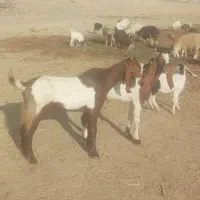 بزو کهره و کولار دورگ و دوقلوزا