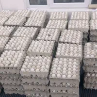 تخم مرغ نطفه دار عربی، گلین، گردن لخت