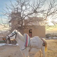 اسب و مادیان