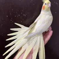 عروس هلندی لوتینو ماده لوتینو زعفرنی رام آلبینو|پرنده|تهران, شکوفه (عبدل آباد)|دیوار