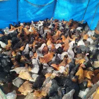 نبمچه مرغ  فریک دم تخم|حیوانات مزرعه|شهریار, کردزار|دیوار