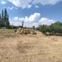 یونجه تازه علوفه