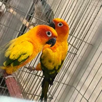 طوطی خورشیدی|پرنده|آمل, |دیوار