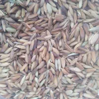 شالی (عنبربو)