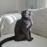 گربه نر اسکاتیش فولد|گربه|تبریز, |دیوار