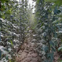 جشنواره خرید نهال کبوده نهالی کم آب ،(صنوبر )|خدمات باغبانی و درختکاری|اسدآباد, |دیوار