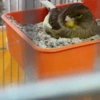 قناری ماده گلاستر 5تخمه