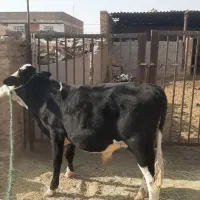 گوساله نر سیمینتال سبک
