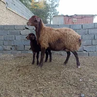 ۴ عدد میش بره دار افشاری..گوسفند
