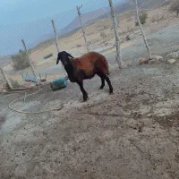 فروش قوچ همو