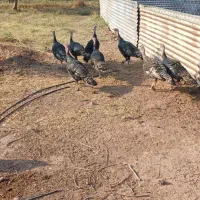 تعدادی بوقلمون نر و ماده سرحال و درشت