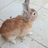 خرگوش گمشده در رودهن