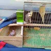 فروش عروس هلندی