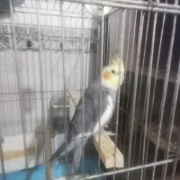 پرنده عروس هلندی سخن‌گو