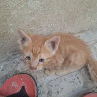 واگذاری بچه گربه نارنجی