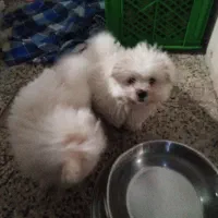 واگذاری سگ، سگ پشمالو|سگ|ماهدشت, |دیوار