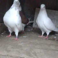 کبوتر پرشی|پرنده|رشت, پسیخان|دیوار