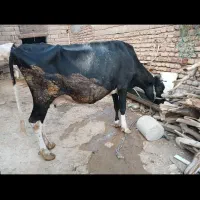 فروش گاو گوساله در روستای چنگوله|حیوانات مزرعه|مهران (ایلام), |دیوار