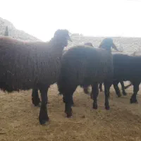 بره نر بره قوچی قزل افشار|حیوانات مزرعه|سیدان, |دیوار