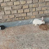 خرگوش بامزه