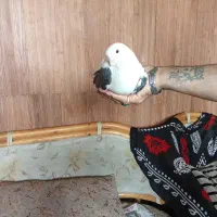 کفترنرکله پفکی