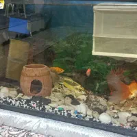 آکواریوم در دار  با ماهی