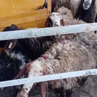 میش‌بره|حیوانات مزرعه|برخوار, |دیوار