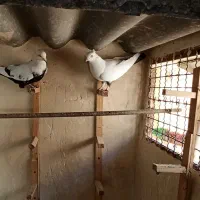 کبوتر نروماده دمبی