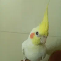 رینگ ۱۳ وانت کفپوش ی تیکه در حد نو۱تومن