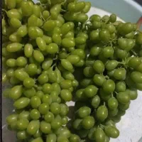 غوره تازه هم آب غوره