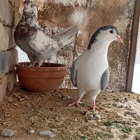 کفتر چادری و تهرانی|پرنده|پاکدشت, پاکدشت (مامازند)|دیوار