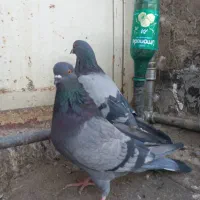 نروماده سبزکاشونی،حسابی بشرط|پرنده|برخوار, |دیوار