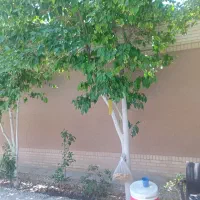 استا بنا سفتکار و سنگ کار|خدمات پیشه و مهارت|یزد, |دیوار