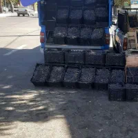 انگور سیاه کردستان مناسب خوردن وآبگیری