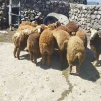 12عدد بره اوتاغ 6 تا نر هست 6تا ماده سالم وسرحال