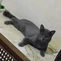 گربه راشن بلو