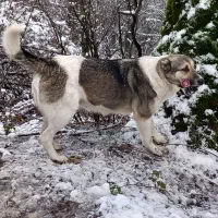 واگذاری ماده سرابی