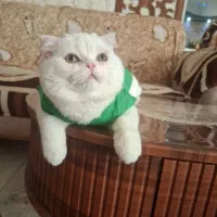 گربه اسکارتیج|گربه|مراغه, |دیوار