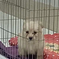 واگذاری|سگ|قم, زنبیل آباد|دیوار