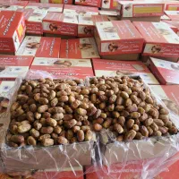 خرمای زاهدی قیمت توافقی|خوردنی و آشامیدنی|فراشبند, |دیوار