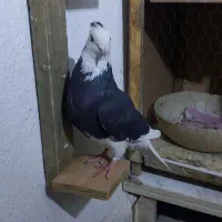 کبوتر رنگی|پرنده|تهران, هاشمی|دیوار